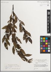 Foto von Salix mielichhoferi Saut. x Salix myrsinifolia Salisb.